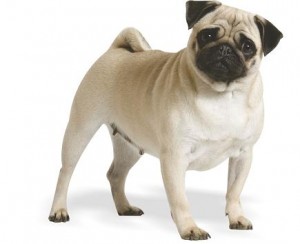 April is a Good Month to Start Thinking about Prevention of Lyme Disease in Dogs - VRC April is a Good Month to Start Thinking about Prevention of Lyme Disease in Dogs - VRC