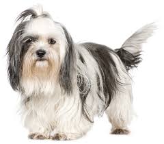 Shih Tzu