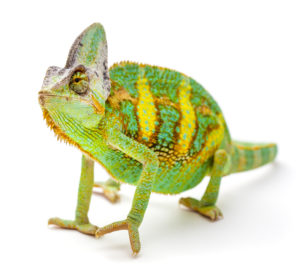 chameleon