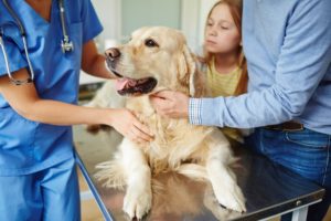 Treating cancer in pets