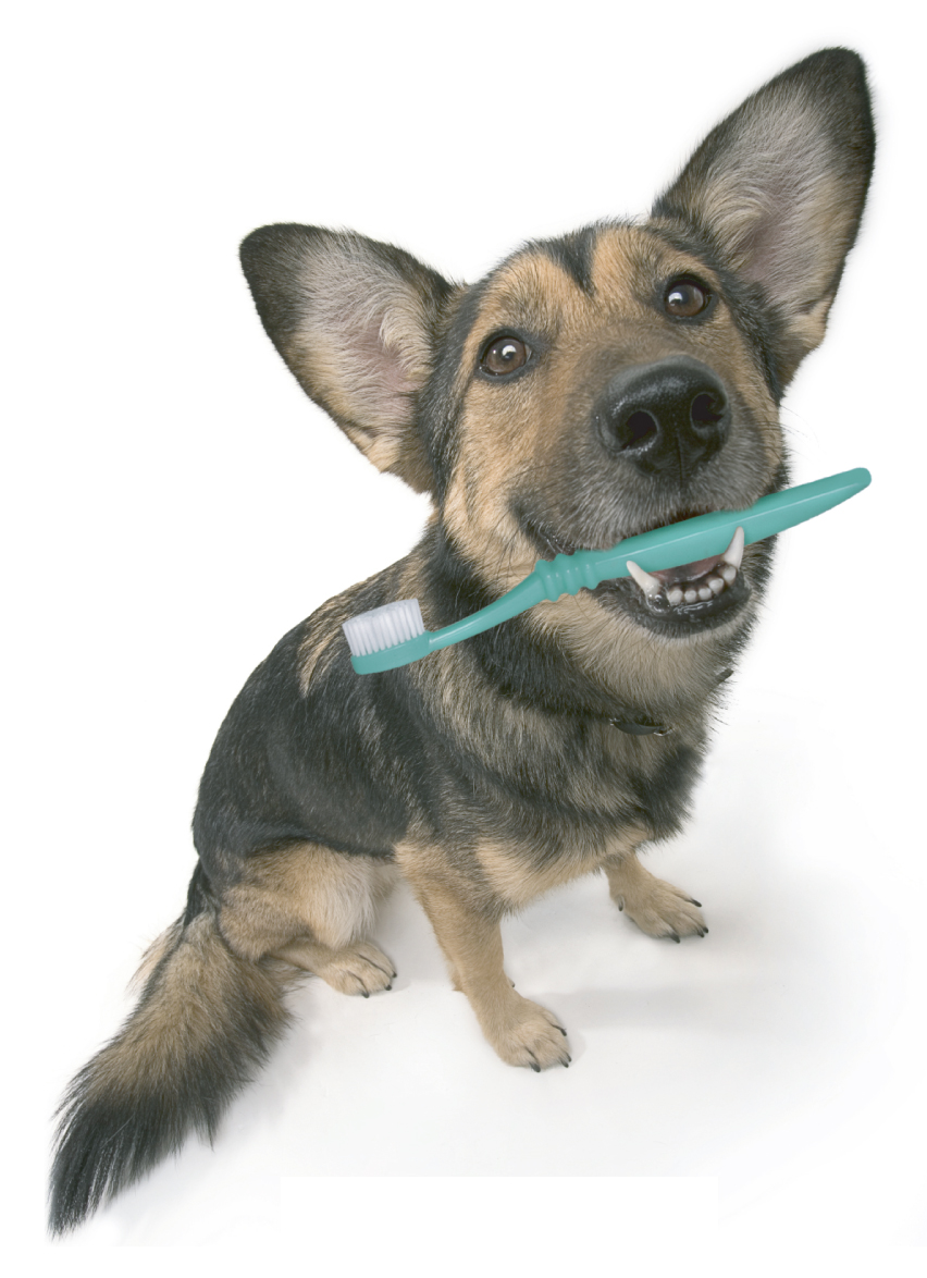 periodontal disease pets