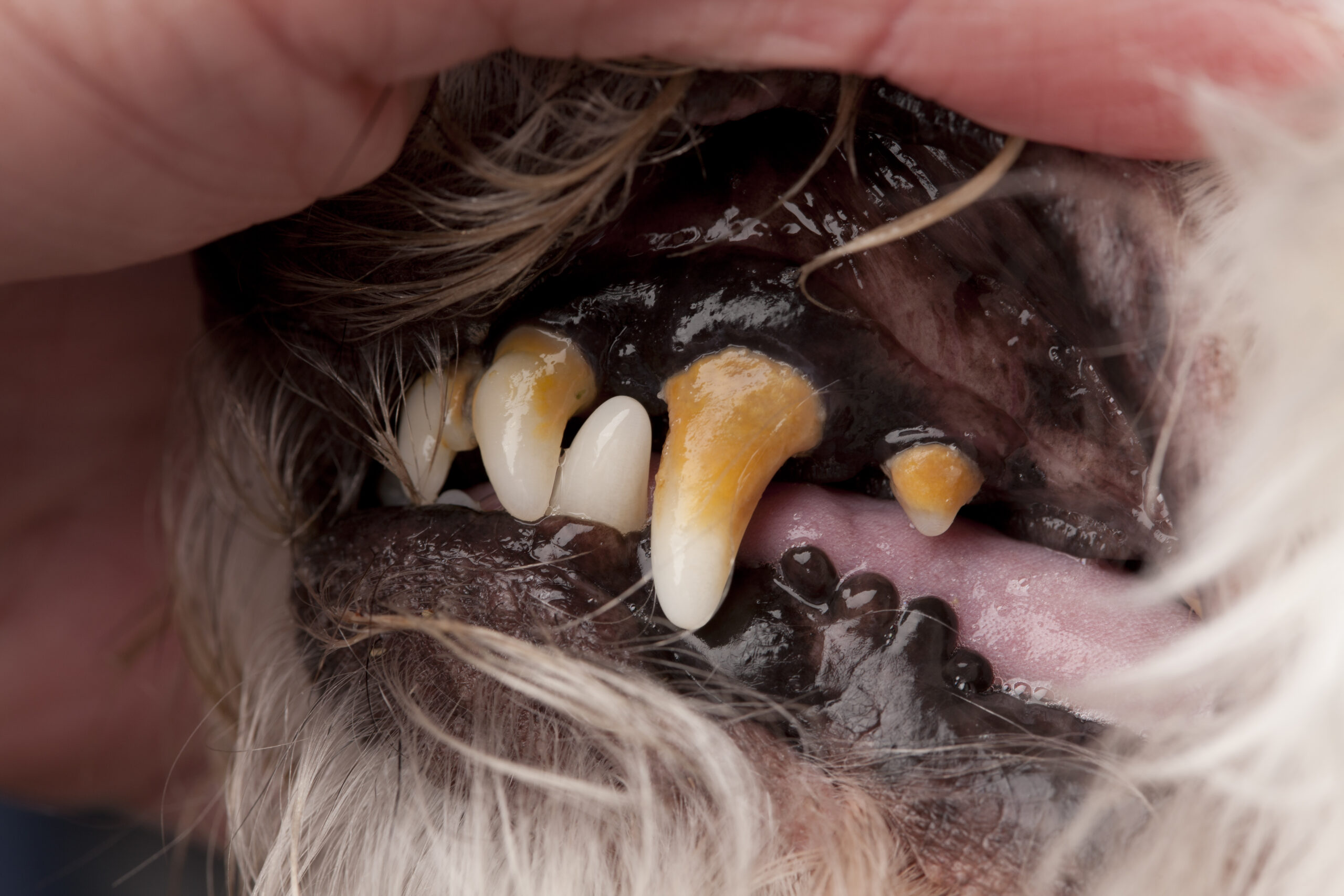 do dogs have bad germs in their mouths